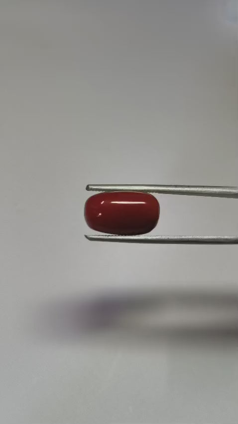 Natural Red Coral (Moonga) 9.64 Ratti Certified Gemstone | Premium Quality Astrological Stone