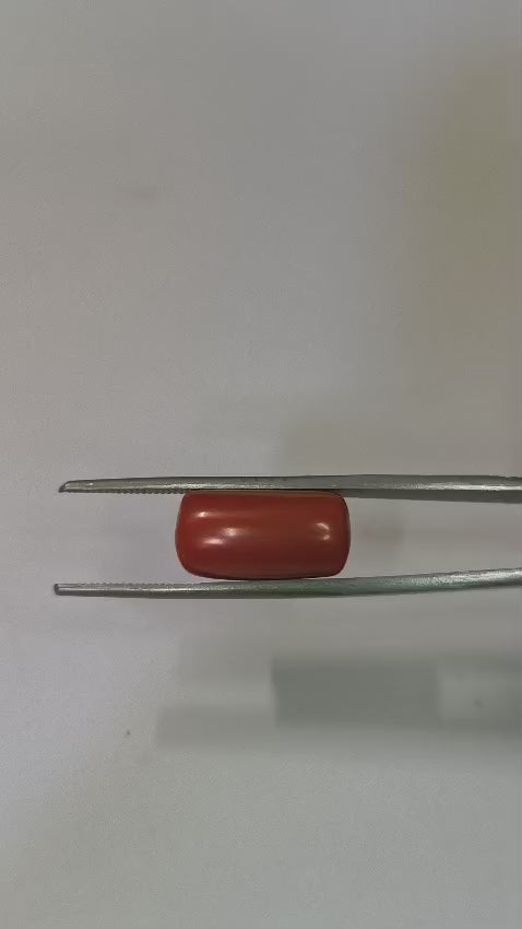 Natural Red Coral (Moonga) 13.61 Ratti Certified Gemstone – Premium Deep Red Astrological Coral